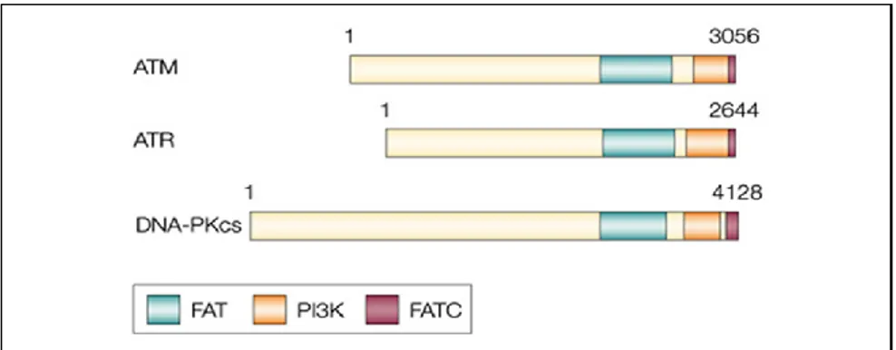 Figure 5 : Représentation schématique des principales kinases de la famille PIKK (d’après Shiloh, 2003) .