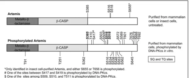 Figure 9 : Localisation des différents sites de phosphorylation de la protéine Artémis  (d’après Ma et al., 2005)