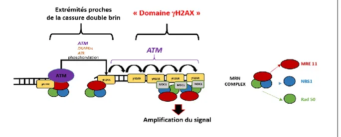 Figure 13 : Rôle de   H2AX dans la signalisation de la recombinaison homologue 