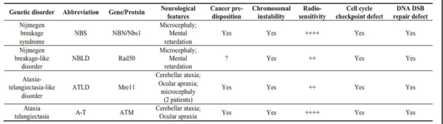 Table 2 : Caractéristiques phénotypiques des différentes maladies touchant le  complexe MRN et la protéine ATM (d’après Lavin et al., 2015) 