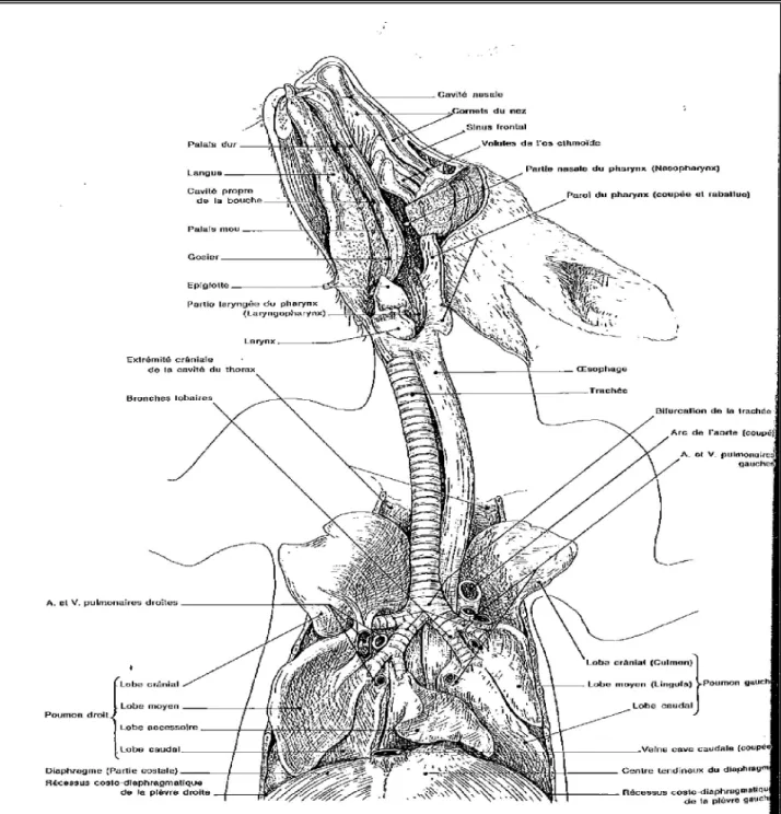 Figure 1 : Anatomie de l’appareil respiratoire du chien [8]. 