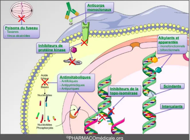 Figure 10 : Cibles des anti-cancéreux (PHARMACOmédicale) 