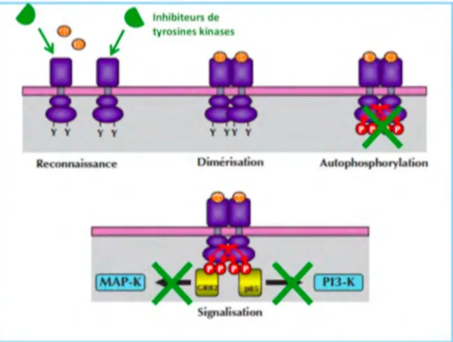 Figure 17 : Mécanisme d’action des inhibiteurs de protéines kinases (26) 