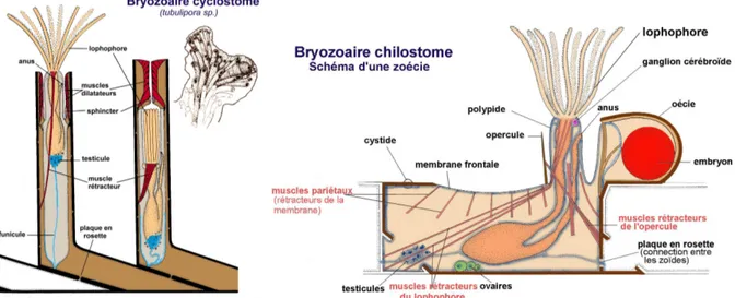 Figure 8. Aspect général d’un bryozoaire cyclostome et d’un bryozoaire chilostome 