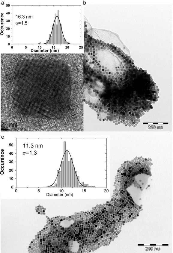 Fig. 1. TEM micrographs of the iron nanocubes measured in hyperthermia. (a) High-resolution TEM micrograph on an isolated nanocube in sample 1