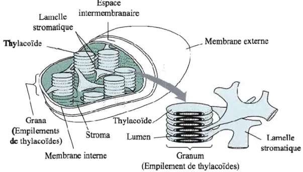 Figure  1.1:  Structure  schématique  d'un  chloroplaste  présentant  les  différents  compartiments  (d'après Buchanan, 2000)