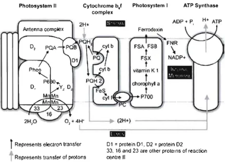 Figure  J.2:  Disposition  schématique  des  transporteurs  d'électrons  dans  la  membrane  du  thylacoïde