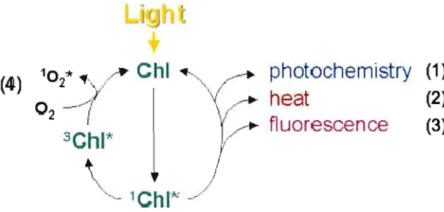 Figure  1.7:  Voies  de  dissipation  d'énergie  de  la  chlorophylle  (Chi)  excitée  du  PSU  (Papageorgiou,  1975  ; schéma tiré de Müller et al.,  2001)