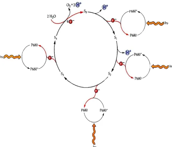 Figure  1.8:  Schéma  de  la  formation  des  états  S  et  la  production  de  protons  pendant  la  photooxydation  de  l'eau  conduisant  au  dégagement  d'ü2  (Joliot  et  Kok,  1975,  Buchanan,  2000)
