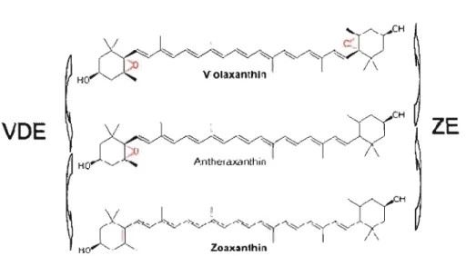 Figure  1.11:  Cycle  des  xanthophylles  lors  de  la  régulation  de  la  dissipation  d'énergie  lumineuse