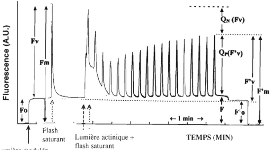 Figure  1.14:  Cinétique  de  fluorescence  modulée  mesurée  à  l'aide d'un  f1uorimètre  PAM