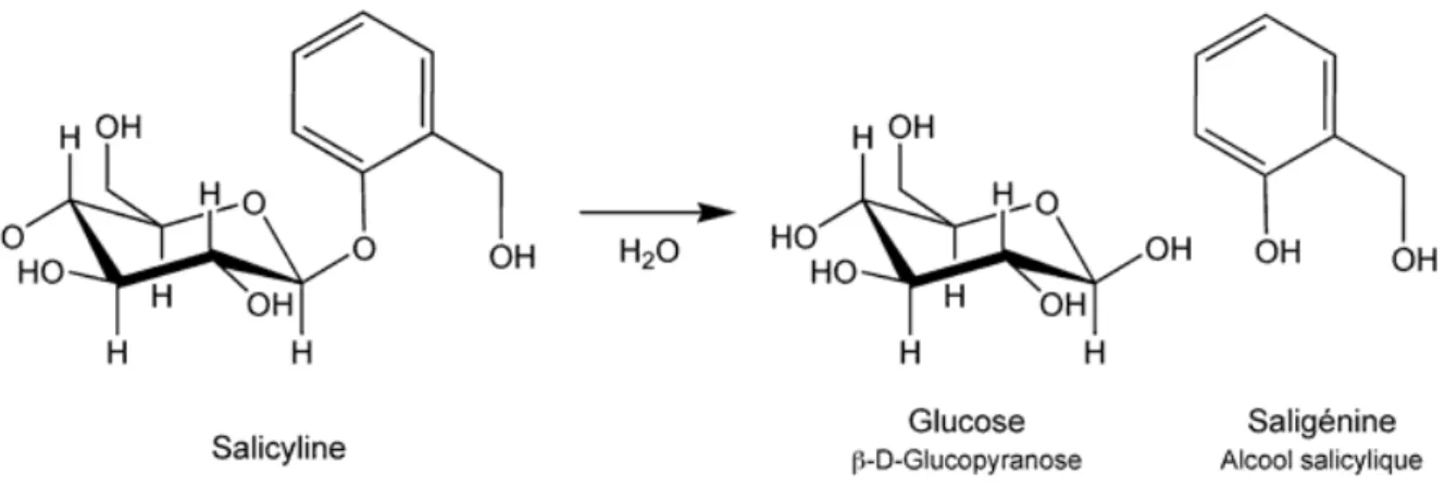 Figure 4 : Hydrolyse de la salicine (= salicyline)