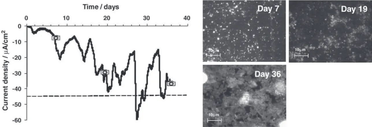 Fig. 6. 3D structure of the aerobic bioﬁlm formed on stainless steel after 36 days of constant polarisation at −200 mV vs
