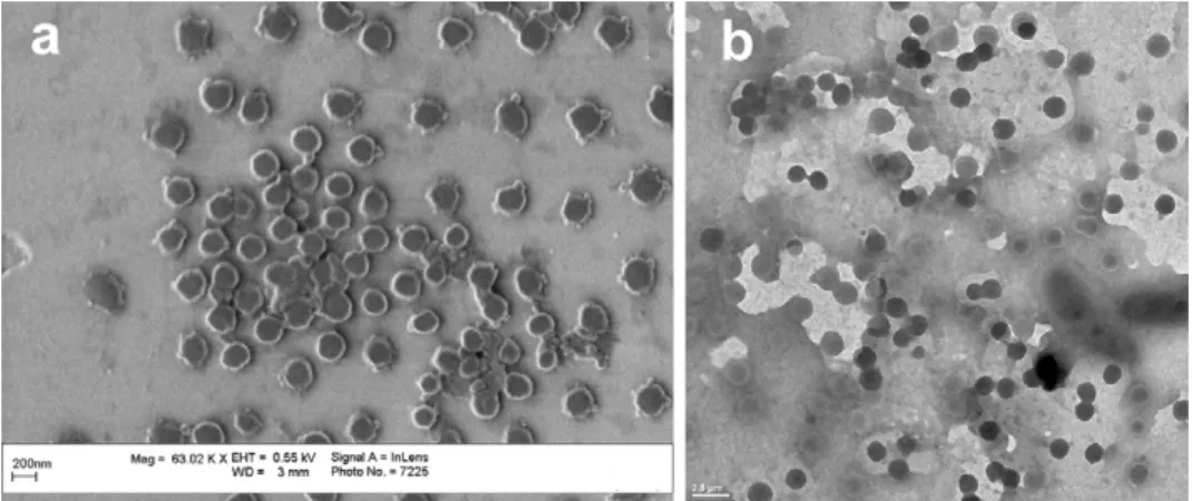 Fig. 1. Scanning electron microscope image (a) of PNCS microparticles deposited on a silicon wafer and transmission electron microscope image (b) of PNCS microparticles deposited on a copper grid.