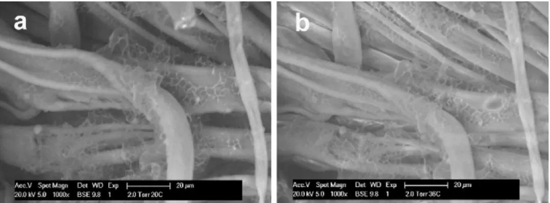 Fig. 6. Environmental scanning electron microscope images of cotton with incorporated PNCS microparticles (c-PNCS/BTCA) at 20 ◦ C (a) and 36 ◦ C (b).