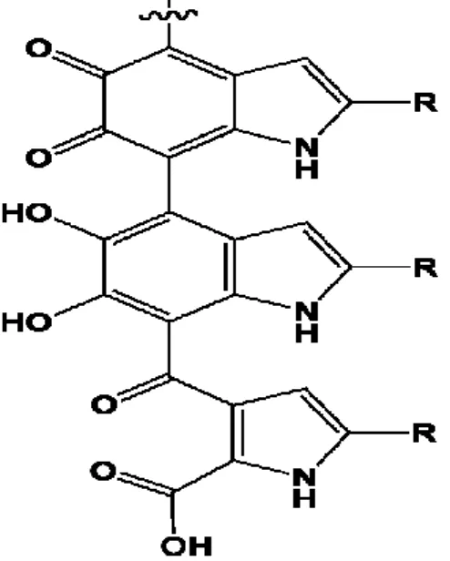 Figure 7 : Structure de l'eumélanine 