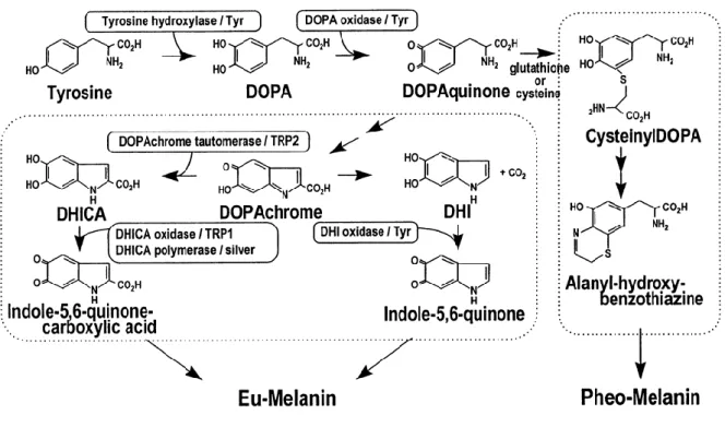 Figure  8 :  Synthèse  de  la  mélanine.  DOPA :  DihydrOxyPhenylAlanine ;  TRP :  Tyrosinase  Related Protein 