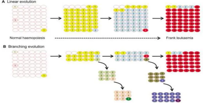 Figure 3 : Evolution clonale linéaire ou ramifiée des LAM [7] 