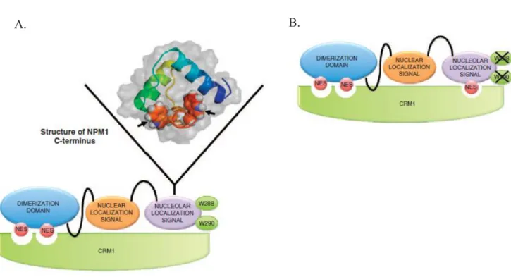 Figure 7 : Structure de NPMwt (A) et mutée (B). (A) Structure tridimensionnelle de la partie  C-terminale de NPMwt avec les tryptophanes 288 et 290 (flèches) [15]