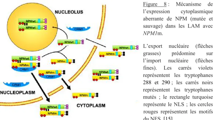 Figure  8 :  Mécanisme  de  l’expression  cytoplasmique  aberrante  de  NPM  (mutée  et  sauvage)  dans  les  LAM  avec  NPM1m