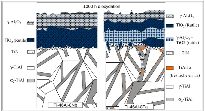 Figure  IV-  31 :  Modèles  de  structure  de  la  couche  d’oxyde  après  1000  h  d’oxydation  isotherme des alliages Ti-46Al-8Nb et Ti-46Al-8Ta