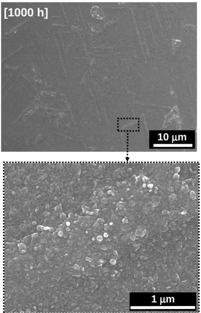 Figure IV- 20 : Micrographies MEB-FEG de la surface des échantillons Ti-46Al-8Ta oxydés  sous air pendant 1000 h