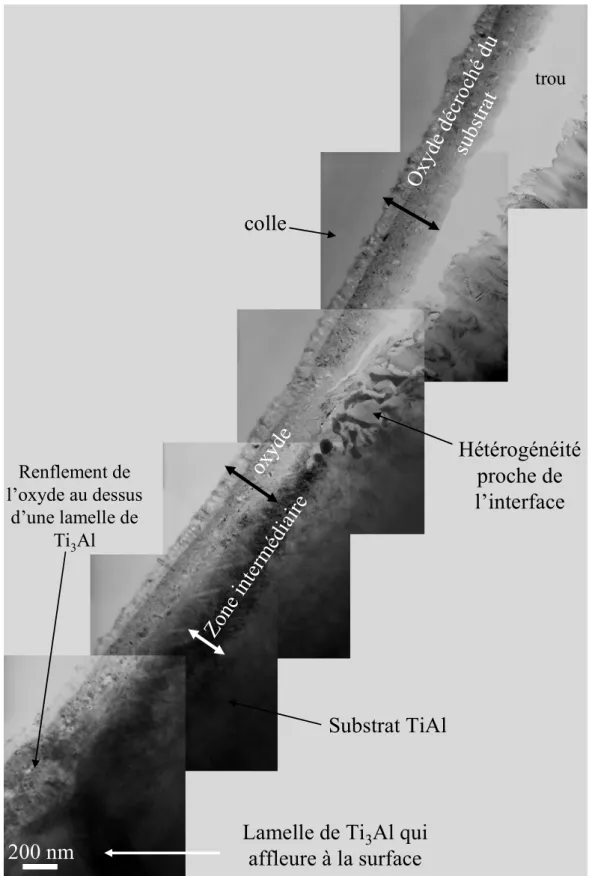 Figure  IV-  24 :  Structure  générale  de  la  couche  d’oxyde  après  1000  h  d’oxydation  de  l’alliage Ti-46Al-8Ta sous air à 700°C