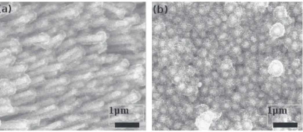Fig. 5. MnO 2 deposited by two-step potentiostatic pulse method at 0.85 V for 3600 s (a) and 7200 s (b) on Ni nanorods.