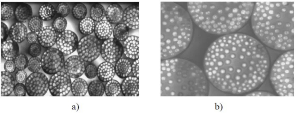 Figure A18 : Coupes transversales des filaments bicomposants PA6 îles /PLA mer  [65] :  (a)  36 en-mer (obtenues au microscope optique - Grossissement x10) et (b) 108 
