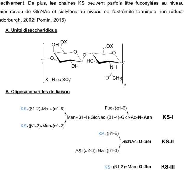 Figure  4 :  Structure  des  kératanes  sulfates.  (A) Structure de l’unité disaccharidique des  KS