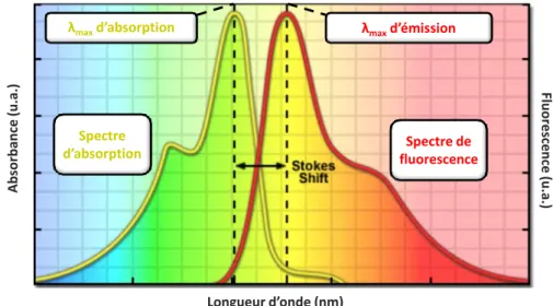 Figure 3 : Stokes Shift entre les spectres d’absorption et d’émission de fluorescence