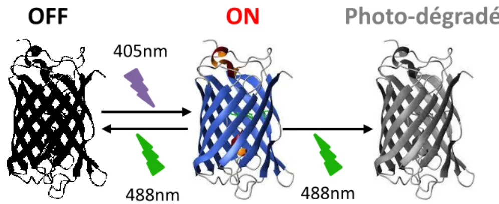 Figure 14 : Schéma de photo-commutation de la protéine fluorescente Dronpa.  