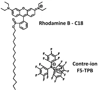 Figure 27 : Structure d’un dérivé de Rhodamine B et de son contre-ion. [6] 