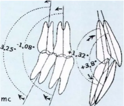 Figure 8. Evolution de l’ensemble des rapports dento-dentaires sagittaux selon Crétot [24] 
