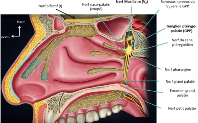 Figure 1 : Représentation anatomique schématique de l’innervation sensitive et sensorielle de la paroi latérale  des fosses nasales adapté de medvizzusmle.blogspot.com – Dr G Bahnu-Prakash.Ganglion Ptérygo-Palatin (GPP) 