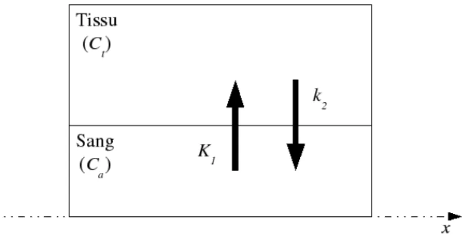 Fig. 2.3 – Modèle de Kety : ce modèle compartimental décrit les flux bidirectionnels en traceur entre le sang (C a ) et le tissu (C t )