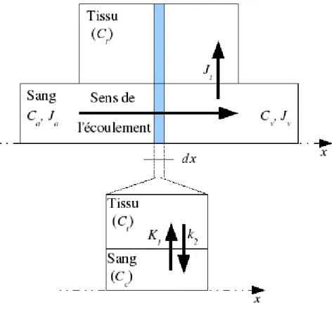 Fig. 2.5 – Positionnement du modèle de Kety par rapport au modèle tenant compte du gradient longitudinal de concentration dans le compartiment vasculaire