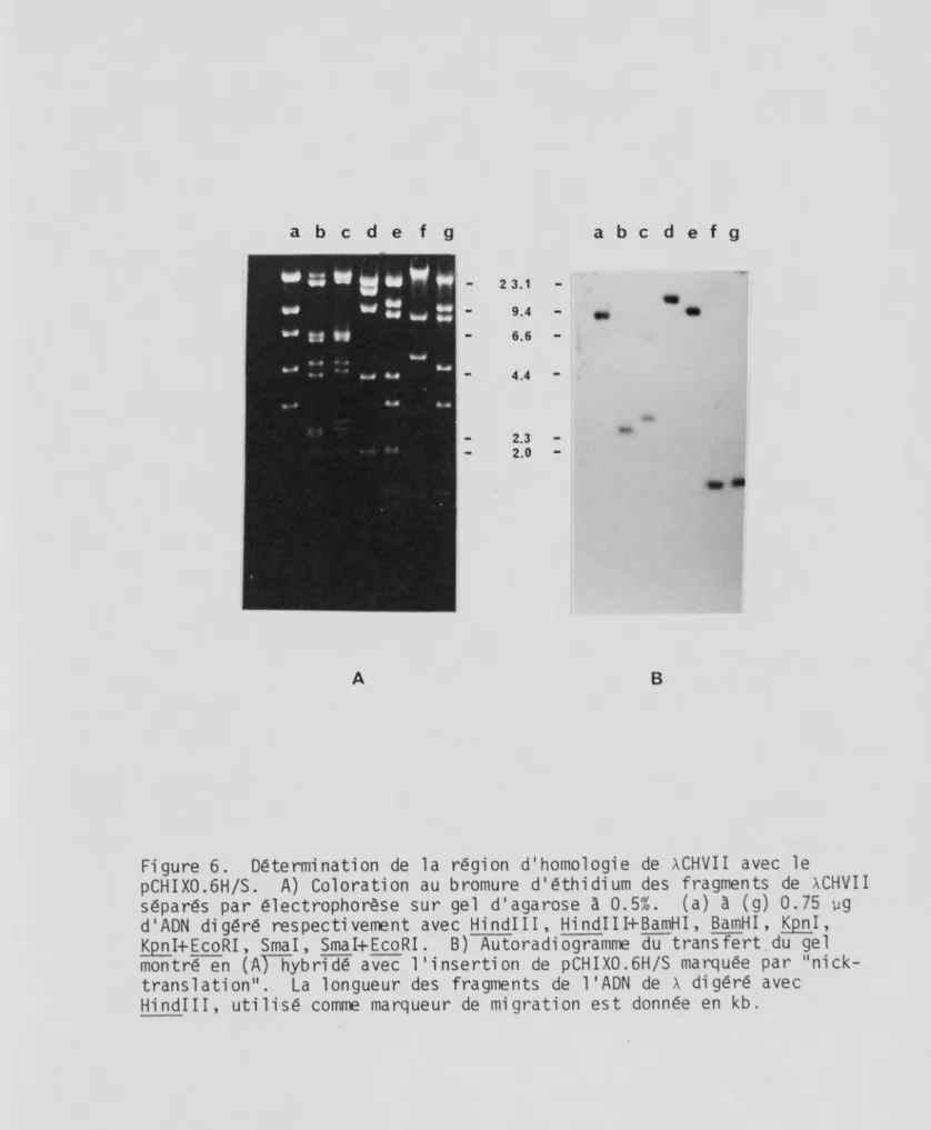 Figure 6. Détermination de la région d'homologie de XCHVII avec le 