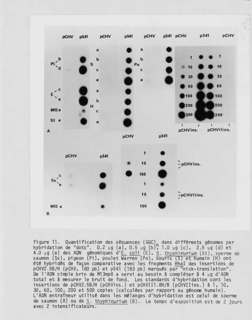Figure 11. Quantification des séquences (GGC) dans différents génomes par  hybridation de "dots"