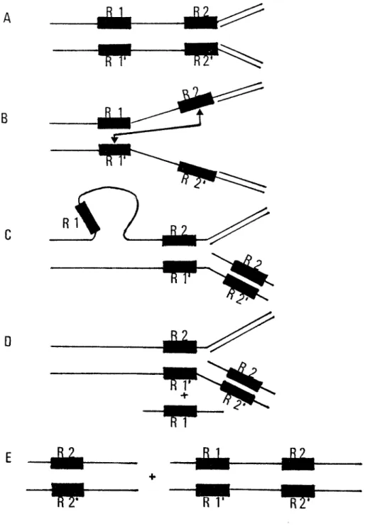 Figure 13. Modèle pour la génération de délétions à partir d'un mécanisme  de glissement et de mauvais appariement lors de la réplication de 1'ADN