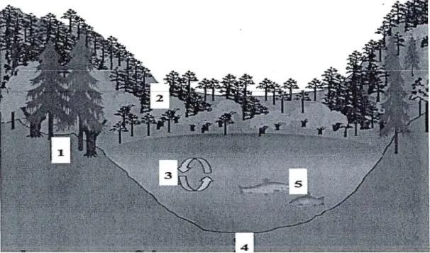 Figure 0.1  Schéma représentant chacun des  projets de  recherche  menés par le  COMERN  dans  le  cadre de l'étude  écosystémique  des  lacs  de  la  forêt  boréale:  Étude  de  la  dynamique  du  Hg  et  de  la  matière  organique  terrigène  dans  un  s