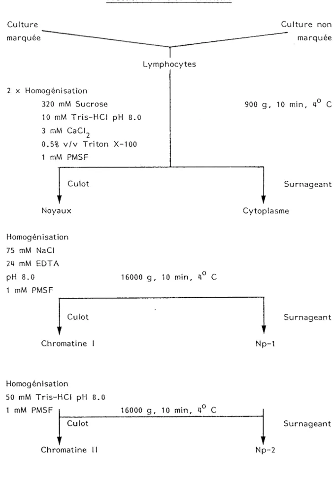 TABLEAU II Fractionnement sub-cellulaire Culture marquée T Culture non marquée Lymphocytes 2 x Homogénisation 320 mM Sucrose 10 mM Tris-HCI pH 8.0 3 mM CaCI^ 0.5% v/v Triton X-100 900 g, 10 min, 4° C 1 mM PMSF Culot Noyaux Surnageant Cytoplasme Homogénisat