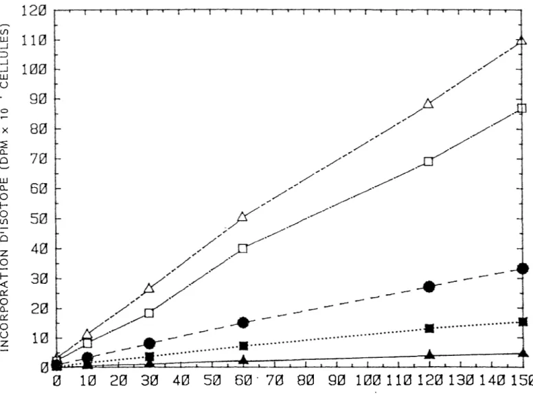 Figure 3: Influence de la concentration de leucine froide sur  l'incorporation d'isotope