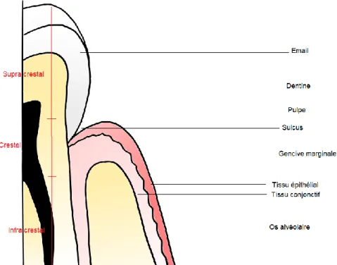 Figure 1 :  Schéma d'une dent et du système parodontal. 
