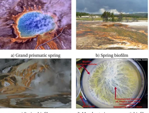 Figure 2 shows examples of different manifestations of biofilms visible with the naked eye