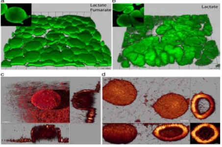 Figure 4: Confocal microscopy images of biofilms growth in different environmental condi- condi-tions [169].