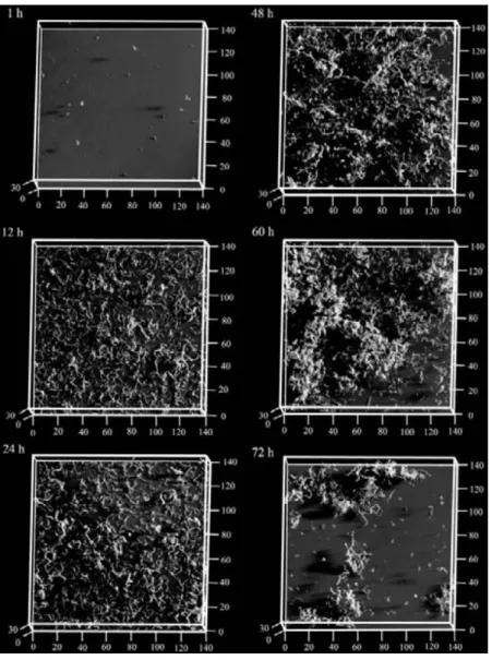 Figure 5: Microscale three-dimensional image obtained using confocal reflection microscopy (CRM) [293].