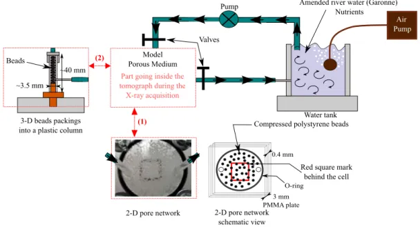 Figure 16: Flow system used for growing biofilm within (1) the two-dimensional pore network model and (2) the three-dimensional packed bead columns.