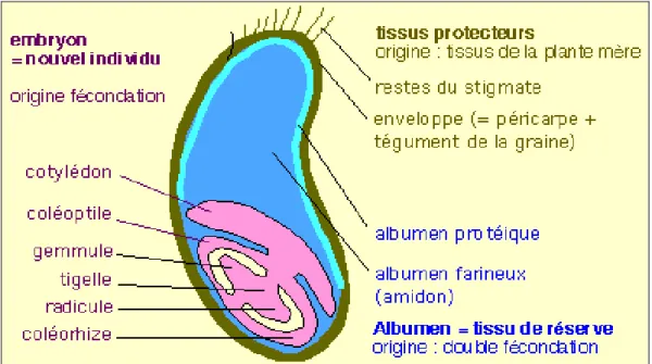 Figure  1 : Schéma d'un grain de blé (Mossiniak, 2006). 
