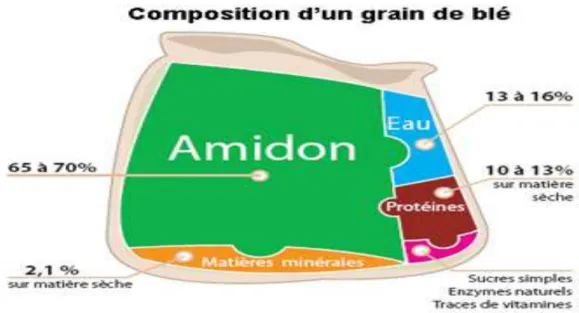 Figure  2 : Composition d'un grain de blé (www. Boulangerie.net). 